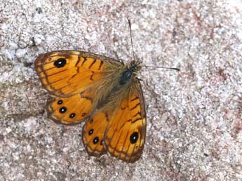 Lasiommata paramegaera Hb. adulte - �Lionel Taurand