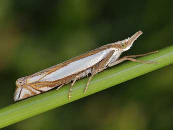 Crambus pascuella L. adulte - �Lionel Taurand