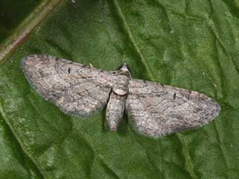 Eupithecia pauxillaria Bsdv. adulte - �Philippe Mothiron