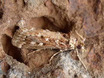 Hypotia pectinalis H.-S. adulte - �Tristan Lafranchis