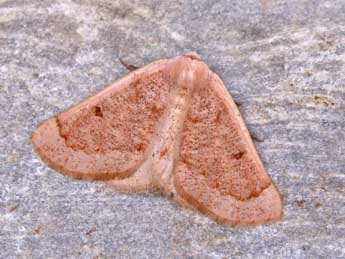 Dyscia penulataria Hb. adulte - �Lionel Taurand