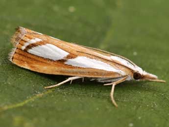 Catoptria permutatellus H.-S. adulte - �Lionel Taurand