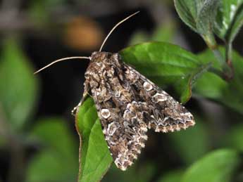 Hadena perplexa D. & S. adulte - �Philippe Mothiron