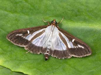 Cydalima perspectalis Wlk. adulte - �Philippe Mothiron