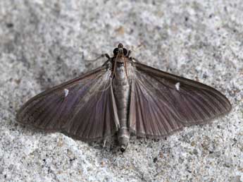 Cydalima perspectalis Wlk. adulte - �Emmanuel Ruiz