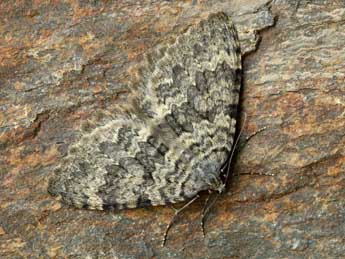 Triphosa petronata Le Cerf adulte - �Lionel Taurand