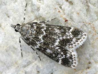 Eudonia phaeoleuca Z. adulte - �Helmut Deutsch
