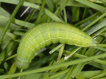  Chenille de Erebia pharte Hb. - �Wolfgang Wagner, www.pyrgus.de