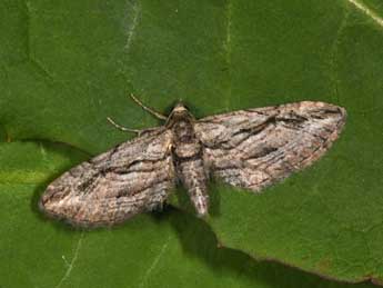 Eupithecia phoeniceata Rbr adulte - �Philippe Mothiron