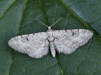 Eupithecia pimpinellata Hb. adulte - �Lionel Taurand