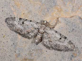 Eupithecia pimpinellata Hb. adulte - �Philippe Mothiron