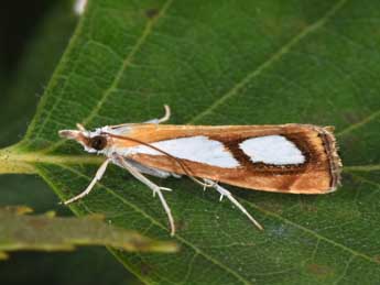 Catoptria pinella L. adulte - �Philippe Mothiron