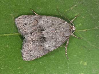 Bryonycta pineti Stgr adulte - �Philippe Mothiron