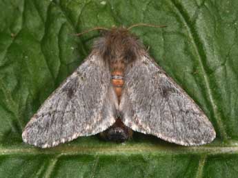 Thaumetopoea pinivora Tr. adulte - �Philippe Mothiron