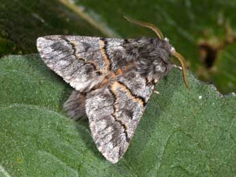 Thaumetopoea pinivora Tr. adulte - �Philippe Mothiron