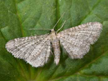 Eupithecia plumbeolata Hw. adulte - �Philippe Mothiron