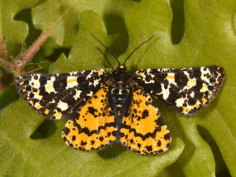 Eurranthis plummistaria Vill. adulte - �Philippe Mothiron