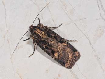 Opigena polygona D. & S. adulte - �Philippe Mothiron