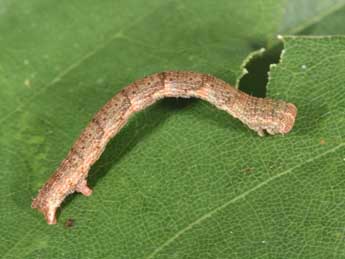  Chenille de Cyclophora porata L. - �Philippe Mothiron