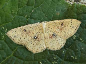 Cyclophora porata L. adulte - �Lionel Taurand