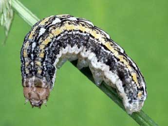  Chenille de Actebia praecox L. - �Helmut Deutsch