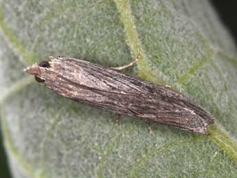 Epischnia prodromella Hb. adulte - �Philippe Mothiron