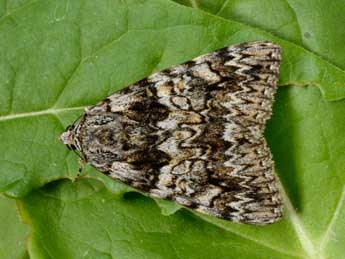 Catocala promissa D. & S. adulte - �Andr� Lantz