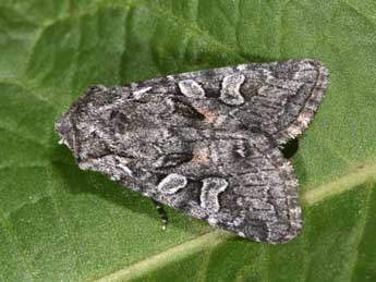 Lasionhada proxima Hb. adulte - �Philippe Mothiron