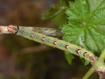  Chenille de Eulithis prunata L. - �Philippe Mothiron