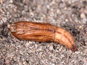  Chrysalide de Eulithis prunata L. - �Philippe Mothiron