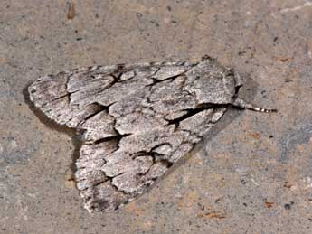 Acronicta psi L. adulte - �Philippe Mothiron