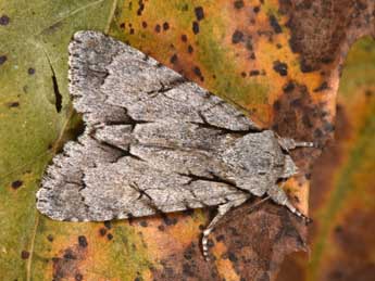 Acronicta psi L. adulte - �Philippe Mothiron