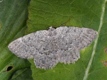 Charissa pullata D. & S. adulte - �Philippe Mothiron