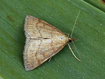 Psammotis pulveralis Hb. adulte - �Lionel Taurand