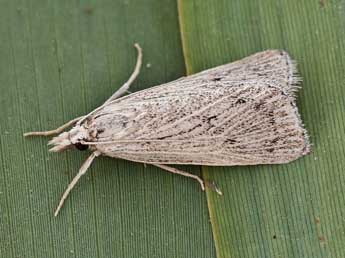 Chilo pulverosellus Rag. adulte - �Lionel Taurand