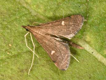 Dolicharthria punctalis D. & S. adulte - �Philippe Mothiron