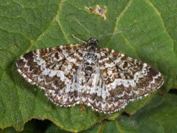 Epirrhoe pupillata Thnbg adulte - �Philippe Mothiron