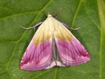 Eublemma purpurina D. & S. adulte - �Philippe Mothiron