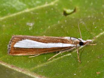 Catoptria pyramidellus Tr. adulte - �Philippe Mothiron