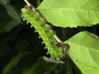  Chenille de Saturnia pyri D. & S. - �Philippe Parolini