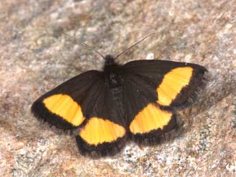 Psodos quadrifaria Sulz. adulte - �Philippe Mothiron