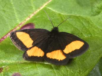 Psodos quadrifaria Sulz. adulte - �Philippe Mothiron