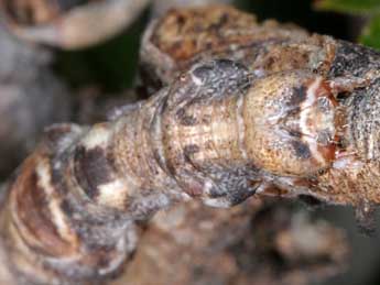  Chenille de Ennomos quercaria Hb. - �Wolfgang Wagner, www.pyrgus.de