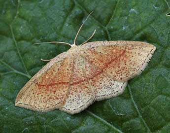 Cyclophora quercimontaria Bastbg adulte - �Lionel Taurand