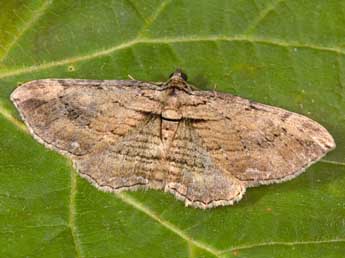 Horisme radicaria Lah. adulte - �Philippe Mothiron