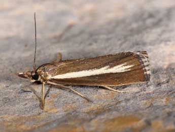 Catoptria radiella Hb. adulte - �Philippe Mothiron