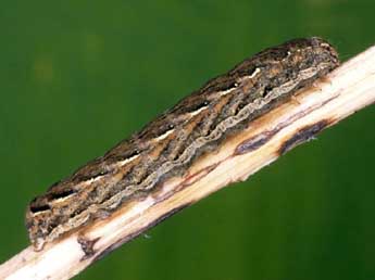  Chenille de Spaelotis ravida D. & S. - �Helmut Deutsch