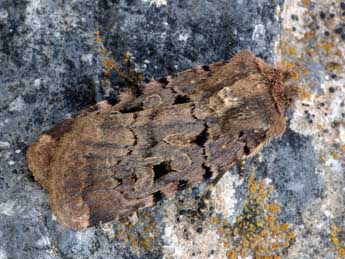 Chersotis rectangula D. & S. adulte - �Daniel Morel