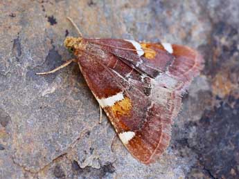 Pyralis sagarrai Lrt adulte - �Lionel Taurand