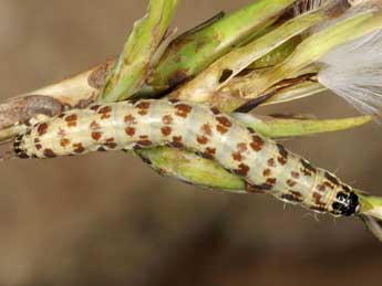  Chenille de Haemerosia renalis Hb. - �Wolfgang Wagner, www.pyrgus.de